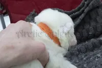 Female 5, a female Samoyed for sale in Lyons, MI – Photo 2 of 4