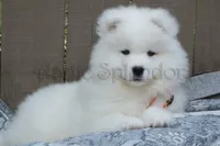 Female 5/Brittany, a female Samoyed for sale in Lyons, MI – Photo 6 of 6