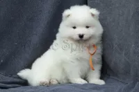 Female 5/Brittany, a female Samoyed for sale in Lyons, MI – Photo 3 of 6