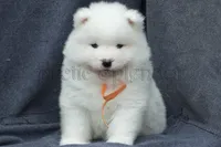 Female 5/Brittany, a female Samoyed for sale in Lyons, MI – Photo 1 of 6