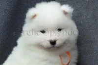 Female 5/Brittany, a female Samoyed for sale in Lyons, MI – Photo 4 of 6