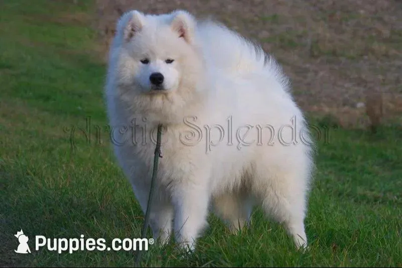 Male 2/Bill, a male Samoyed for sale in Lyons, MI – Photo 4 of 4