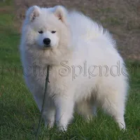Female 5/Brittany, a female Samoyed for sale in Lyons, MI – Photo 6 of 6