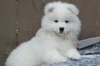 Female 5/Brittany, a female Samoyed for sale in Lyons, MI – Photo 4 of 6