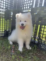 Male 2/Bill, a male Samoyed for sale in Lyons, MI – Photo 2 of 4
