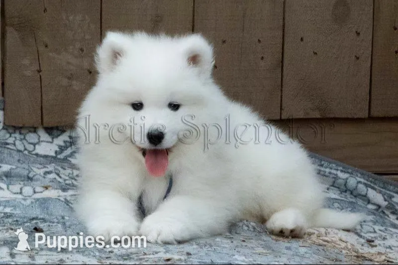 Male 1/Carter, a male Samoyed for sale in Lyons, MI – 2 of 5