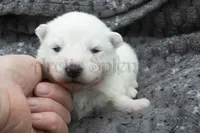 Female 2, a female Samoyed for sale in Lyons, MI – Photo 1 of 4