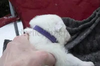 Female 2, a female Samoyed for sale in Lyons, MI – Photo 2 of 4