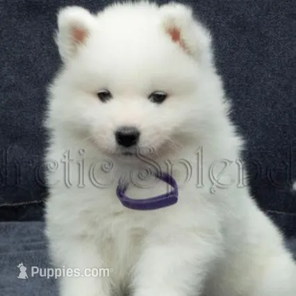 Female 2 – Samoyed puppy for sale in Lyons, MI