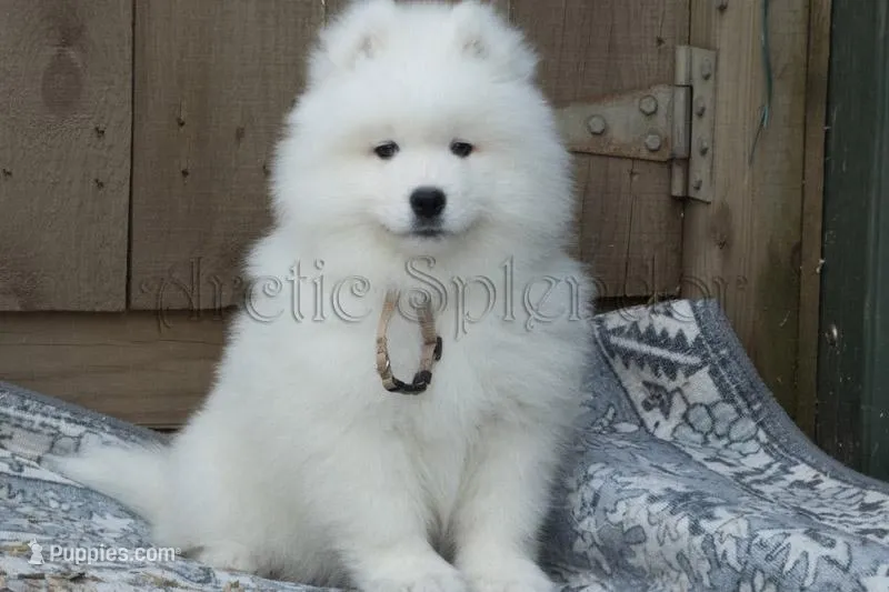 Male 2/Brett – Samoyed puppy for sale in Lyons, MI
