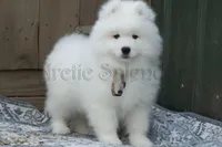 Male 2/Brett, a female Samoyed for sale in Lyons, MI – Photo 4 of 6