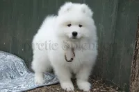 Male 2/Brett, a female Samoyed for sale in Lyons, MI – Photo 6 of 6