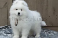 Male 2/Brett, a female Samoyed for sale in Lyons, MI – Photo 5 of 6