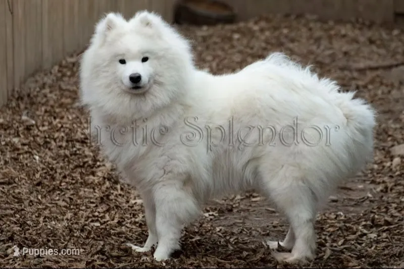 Upcoming litter! – Samoyed puppy for sale in Lyons, MI