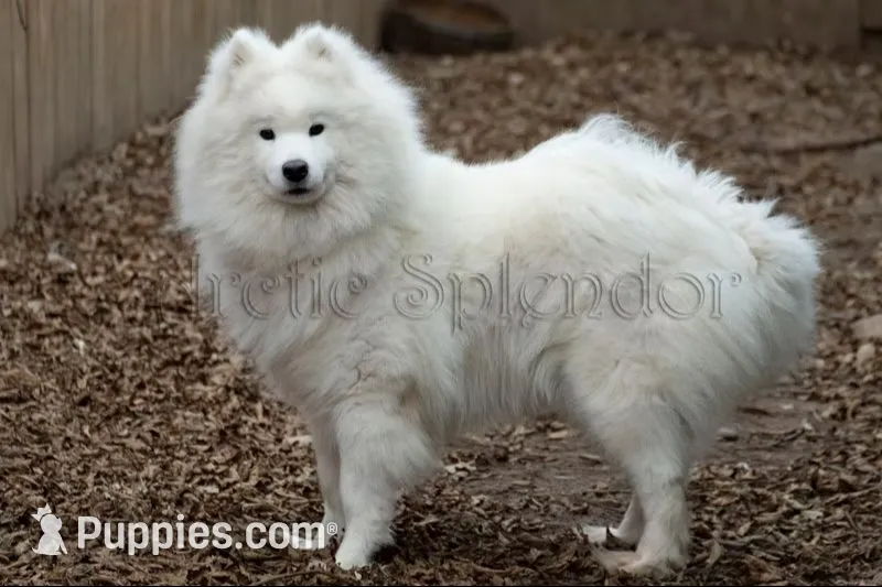 Upcoming litter!, a  Samoyed for sale in Lyons, MI – 2 of 2