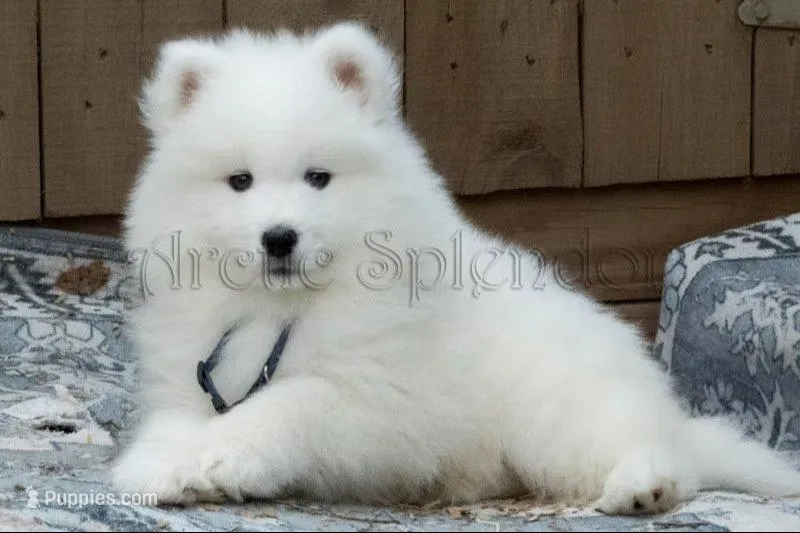 Male 1/Carter – Samoyed puppy for sale in Lyons, MI