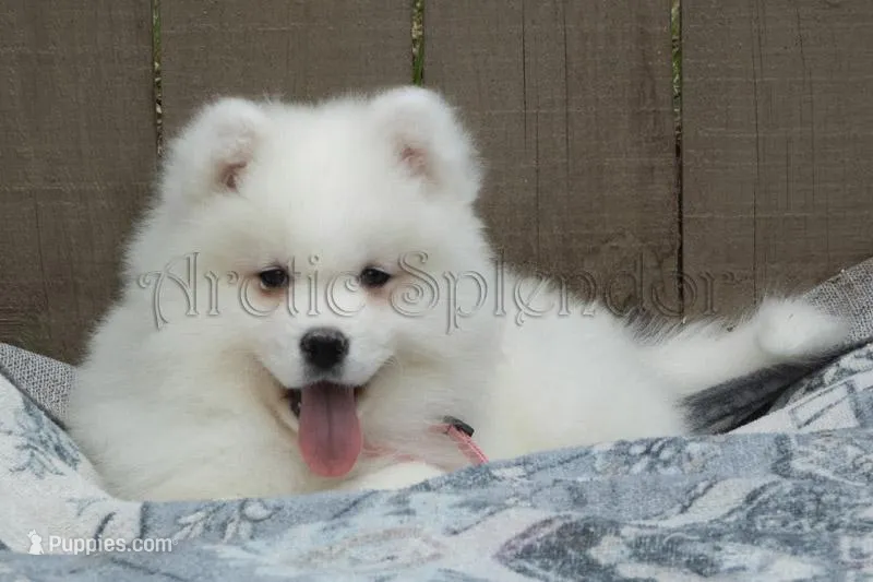 Female 3/Betty – Samoyed puppy for sale in Lyons, MI