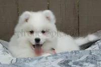 Female 3/Betty, a female Samoyed for sale in Lyons, MI – Photo 1 of 6