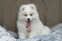 Female 3/Betty, a female Samoyed for sale in Lyons, MI – Photo 4 of 6