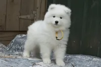 Female 4/Celeste, a female Samoyed for sale in Lyons, MI – Photo 2 of 6