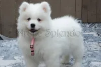 Female 3/Betty, a female Samoyed for sale in Lyons, MI – Photo 5 of 6