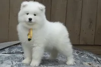 Female 4/Celeste, a female Samoyed for sale in Lyons, MI – Photo 3 of 6