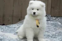 Female 4/Celeste, a female Samoyed for sale in Lyons, MI – Photo 4 of 6