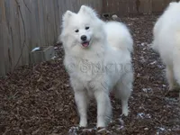 Female 4/Celeste, a female Samoyed for sale in Lyons, MI – Photo 5 of 6