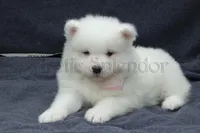 Female 3/Betty, a female Samoyed for sale in Lyons, MI – Photo 2 of 6