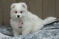 Female 3/Betty, a female Samoyed for sale in Lyons, MI – Photo 6 of 6