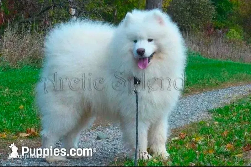 Upcoming litter! – Samoyed puppy for sale in Lyons, MI