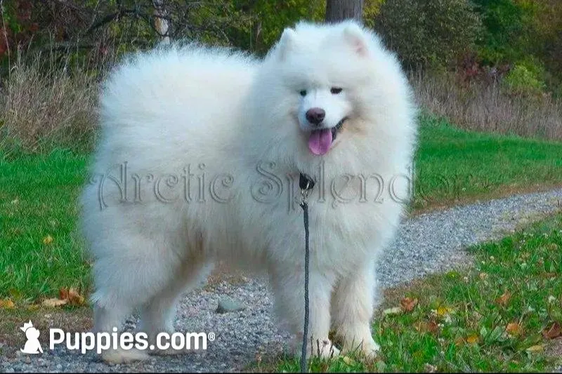 Female 4/Celeste, a female Samoyed for sale in Lyons, MI – 5 of 6