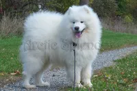 Female 4/Celeste, a female Samoyed for sale in Lyons, MI – Photo 6 of 6