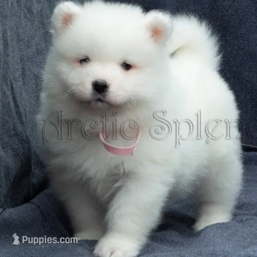 Female 3 – Samoyed puppy for sale in Lyons, MI