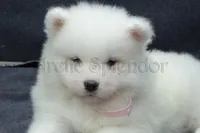 Female 3/Betty, a female Samoyed for sale in Lyons, MI – Photo 4 of 6