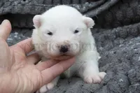 Female 3, a female Samoyed for sale in Lyons, MI – Photo 1 of 4