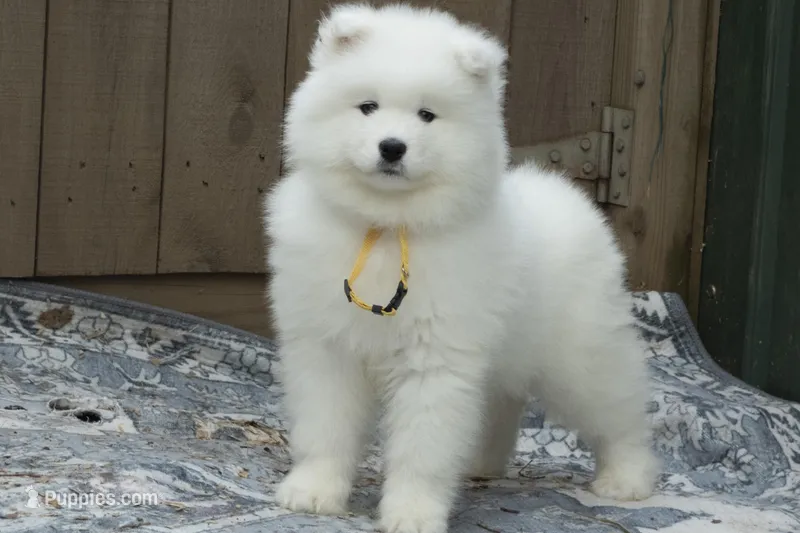 Female 4/Celeste – Samoyed puppy for sale in Lyons, MI