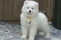 Female 4/Celeste, a female Samoyed for sale in Lyons, MI – Photo 1 of 6