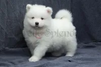 Female 3/Betty, a female Samoyed for sale in Lyons, MI – Photo 3 of 6