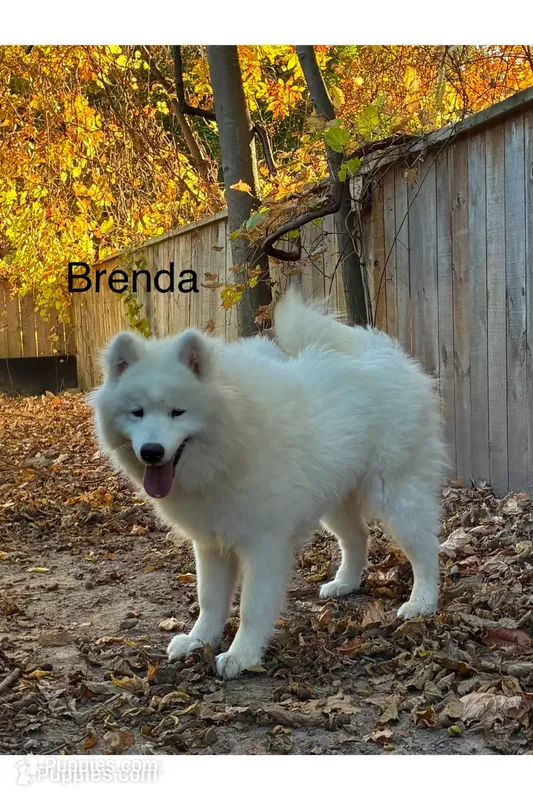 Female 4/Brenda: She is spayed. – Samoyed puppy for sale in Lyons, MI