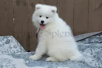 F4/Charlotte, a female Samoyed for sale in Lyons, MI – 3 of 5