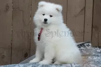 F4/Charlotte, a female Samoyed for sale in Lyons, MI – 2 of 5