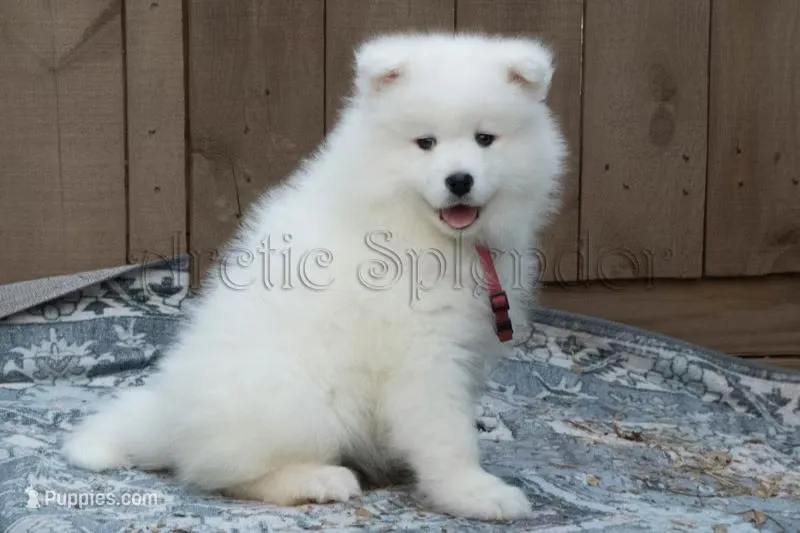 F4/Charlotte – Samoyed puppy for sale in Lyons, MI