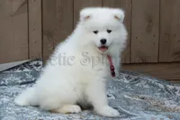F4/Charlotte, a female Samoyed for sale in Lyons, MI – 1 of 5