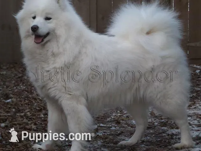 F2/Carrie, a female Samoyed for sale in Lyons, MI – 5 of 5