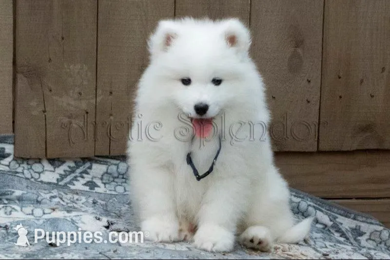 Male 1/Carter, a male Samoyed for sale in Lyons, MI – 3 of 5