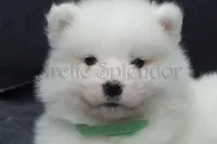 Male#1/Ben, a male Samoyed for sale in Lyons, MI – Photo 4 of 6