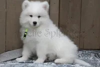 Male#1/Ben, a male Samoyed for sale in Lyons, MI – Photo 5 of 6