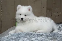 Male#1/Ben, a male Samoyed for sale in Lyons, MI – Photo 6 of 6