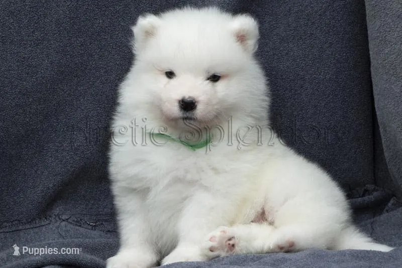 Ready in March! – Samoyed puppy for sale in Lyons, MI